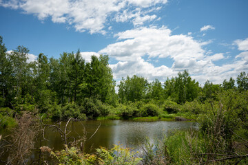 Lake, reflection of greenery. Forest lake. A beautiful colorful summer natural landscape with a lake surrounded by green foliage of trees in the sunlight in the foreground.