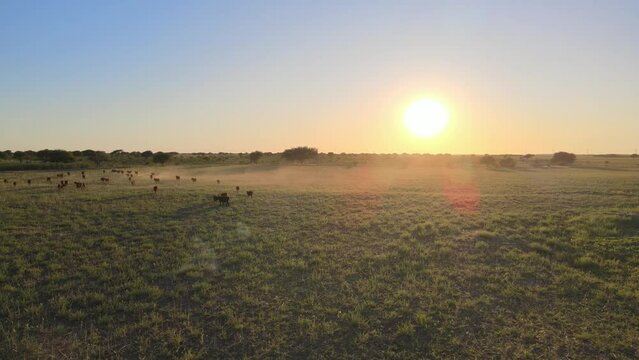 Angus cattle herd moving over grassland fields of the Pampas at sunrise, Argentina - Aerial dolly in shot