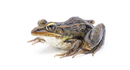 Southern leopard frog - Lithobates sphenocephalus or Rana sphenocephala - isolated on white background side front profile view