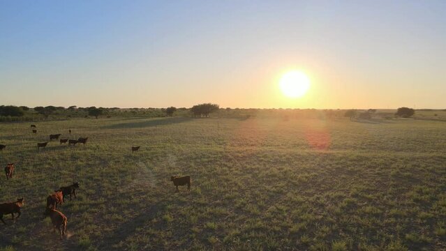 Angus cattle herd moving over grassland fields of the Pampas at sunrise, Argentina - Aerial dolly out shot