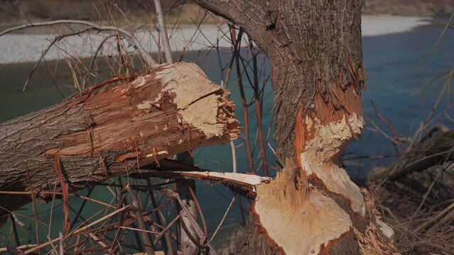 Damaged trees by a bobber on the Isar River bank in Munich, Germany in the sunny spring weather. Beaver gnawed and broken trees near the mountain river. Tree trunks spoiled by beavers. 