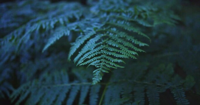 Large Bracken Fern in Gentle Breeze Lush Flora Under Moonlight in Glendalough National Park, Ireland at Night (Pteridium)