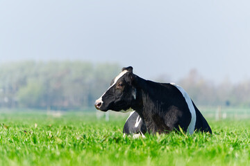 Cow on the lawn. Spotted cow grazing on beautiful green meadow. holstein cow, resting in a meadow....