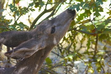 Deer sniffing lunch