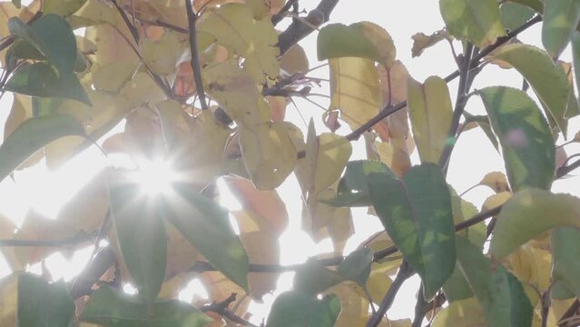 The autumn tree colors shine through the leaves, with sunlight creating a dazzling effect as it filters through the foliage.