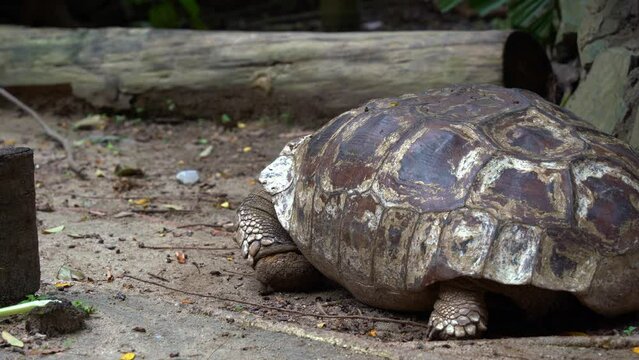 An old stumpy African spurred tortoise, centrochelys sulcata spotted lying flat and resting on the ground, close up shot.