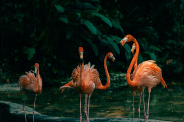 Group of pink flamingos in the jungle