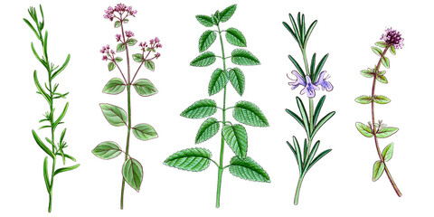 drawing wild thyme, wild oregano,rosemary,tarragon and lemon balm , medicinal plants, aromatic herbs, hand drawn illustration