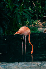 one flamingo in the jungle