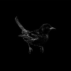 Orchard Oriole hand drawing vector isolated on black background.