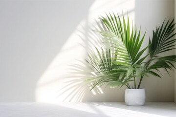 Blurred shadow from palm leaves on the Ivory wall. Minimal abstract background for product presentation.