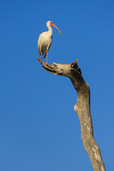 Ibis blanco