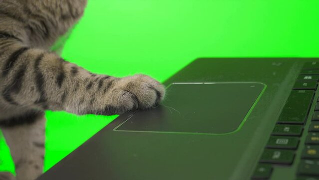 Close-up footage of cat paws typing on computer keyboard on green screen isolated with chroma key.