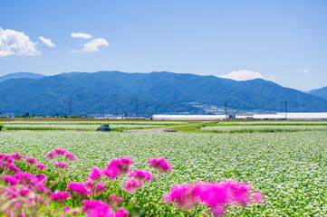 初夏の安曇野　満開のそば畑