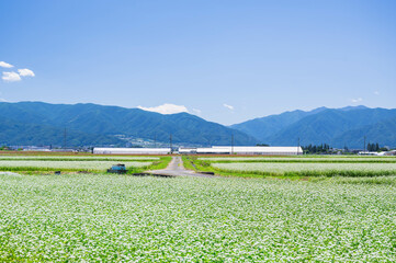 花咲く初夏の安曇野　ソバの花