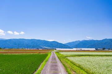 Fototapeta premium 初夏の安曇野の田園風景