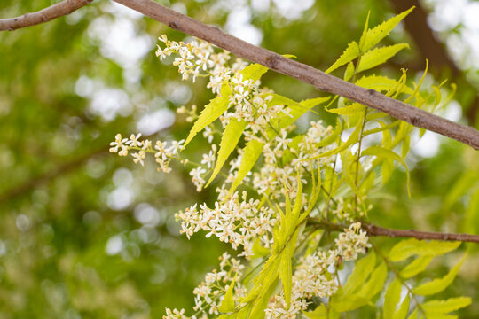 neem tree leaves and flower closeup 