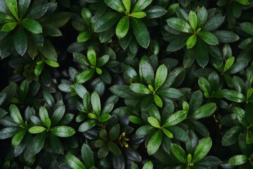  Green leaves texture. Green leaves background