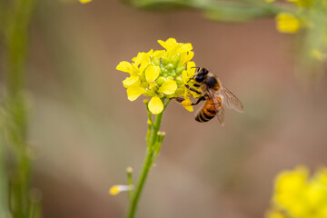 Bees with flowers