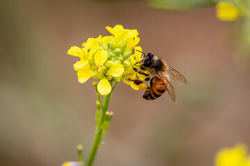 Bees with flowers
