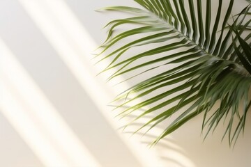 shadow from palm leaves on the Ivory wall. Minimal abstract background for product presentation.