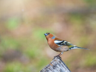Common chaffinch, Fringilla coelebs, sits on a tree. Common chaffinch in wildlife.