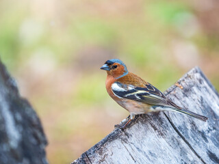 Common chaffinch, Fringilla coelebs, sits on a tree. Common chaffinch in wildlife.