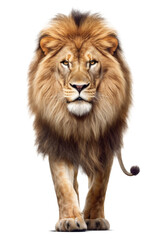 Obraz na płótnie Canvas Lion Walking Front View Isolated on Transparent Background - Generative AI 