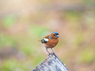 Common chaffinch, Fringilla coelebs, sits on a tree. Common chaffinch in wildlife.