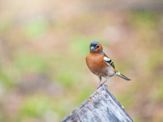 Common chaffinch, Fringilla coelebs, sits on a tree. Common chaffinch in wildlife.
