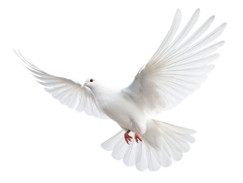 Dove Flying Isolated on Transparent Background - Generative AI
