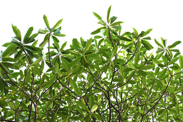 blackboard tree. green leaves isolated on white