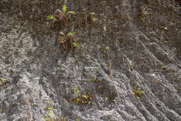 rock wall with grass and foliage hanging texture background pattern wallpaper nature