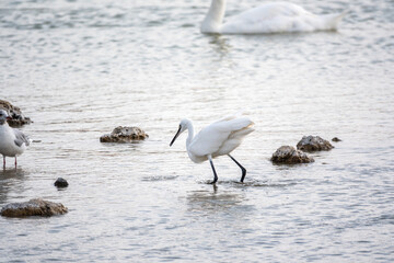 The small white heron or Little egret stands in the lake