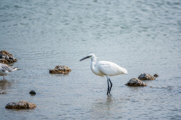 The small white heron or Little egret stands in the lake