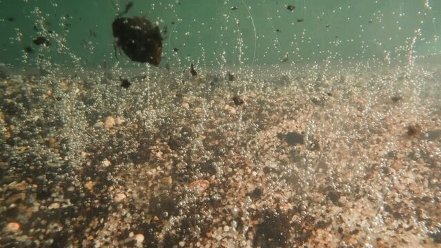 Rotten plants leftovers fall down on lake bottom with small bubbles on green background. Destruction of underwater flora caused by gas pollution
