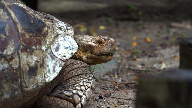 Close up shot capturing an old stumpy African spurred tortoise, centrochelys sulcata, slowly blinking its eyes, with ants and insects running on the ground and on its carapace.