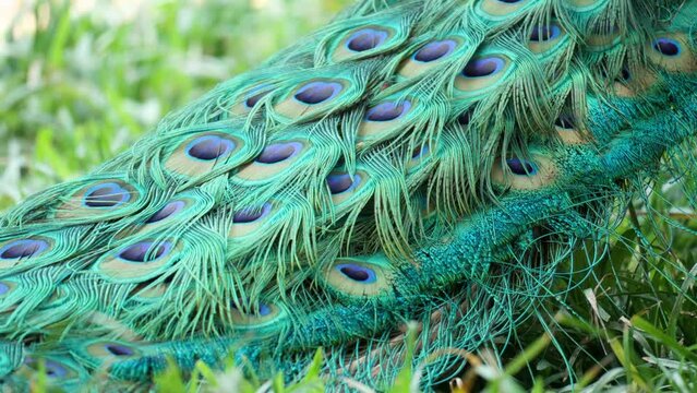 Elegant pattern on tail feathers of a male peacock swaying in the wind. Close up
