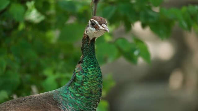 Female peafowl with green emerald feathers on neck raising her head. Close up.