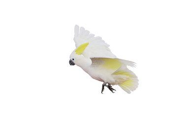 Beautiful of Cockatoo parrot flying isolated on transparent background png file © Passakorn