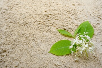 Top view white flowers or kurchi flowers on the beach.                                             ...