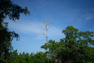 tall trees die among fertility