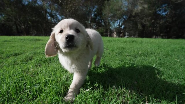 Playful Puppy in the grass running