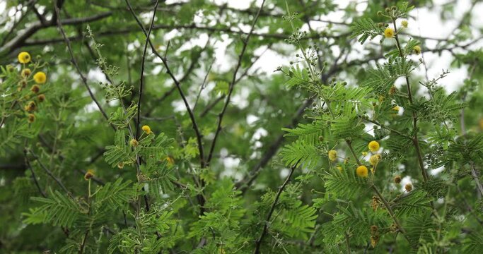 Gum arabic tree closeup. 