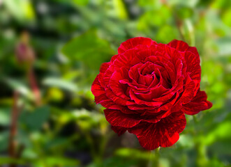 Beautiful red rose in the garden, close-up, selective focus