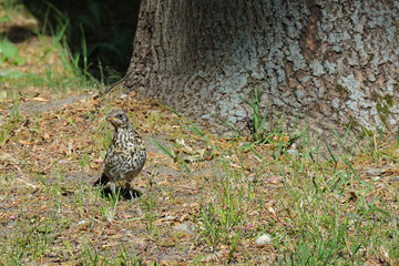 The forest speckled bird merges with the surrounding background.