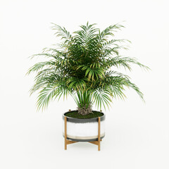 Decorative plant in a pot, 3d render