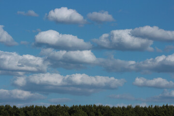 Fototapeta premium Sky with clouds over the forest. Natural background.