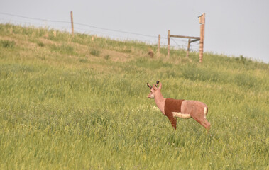 3D styrofoam target, Pronghorn 
Antelope or deer shaped, for archery practice on a green, grassy hill, trees in background.