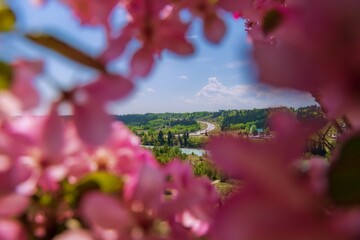 Cochrane Park Through Pink Flowers